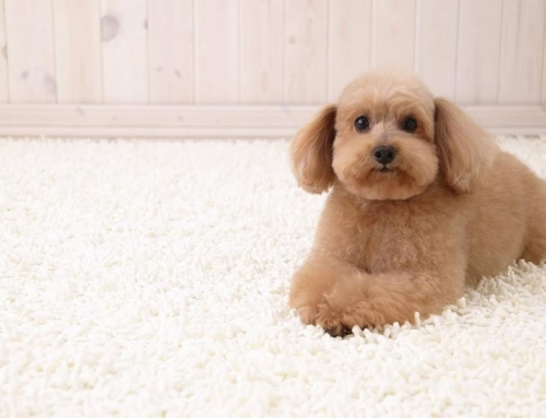Você sabe o que o seu cão pode estar deixando em seu tapete?