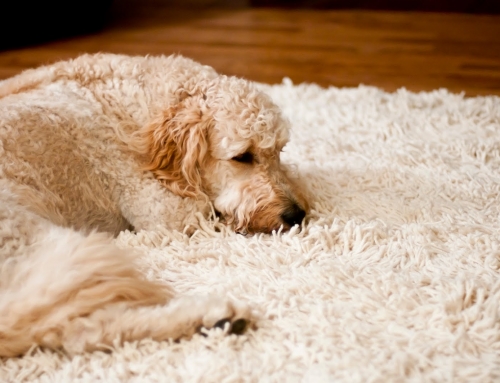 Como remover o pelo de cães e gatos dos tapetes, carpetes e sofás?